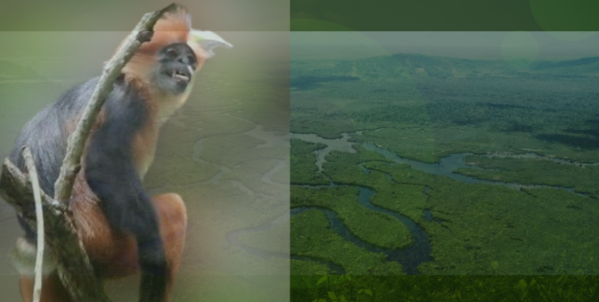 Spesies Baru Hewan Primata di Kawasan Taman Nasional Danau Sentarum