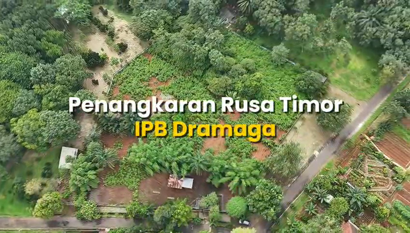 Rekam Jejak Penangkaran Rusa Kampus IPB Dramaga